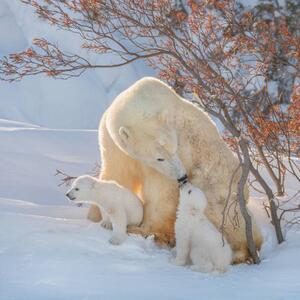 Fotografie de artă Two polar bears play fight,Wapusk National, Hao Jiang / 500px, (40 x 40 cm)
