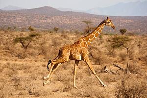 Fotografie de artă Reticulated Giraffe, Giraffa camelopardalis reticulata, Samburu, Mary Ann McDonald, (40 x 26.7 cm)