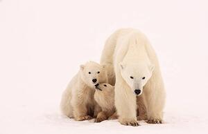 Fotografie de artă Polar Bear Sibling Affection, John Conrad, (40 x 26.7 cm)