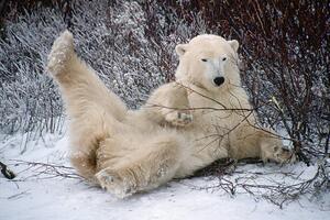 Fotografie de artă Polar Bear Lying in Snow, George D. Lepp, (40 x 26.7 cm)