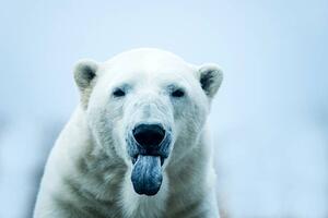 Fotografie Polar Bear closeup portrait, Mark Newman, (40 x 26.7 cm)