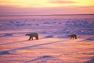 Fotografie Polar Bears Crossing Snowfield, John Conrad, (40 x 26.7 cm)