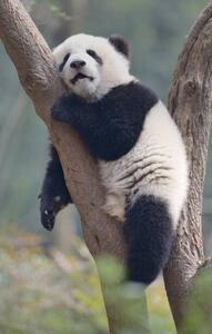 Fotografie A young panda sleeps on the branch of a tree, All copyrights belong to Jingying Zhao, (24.6 x 40 cm)
