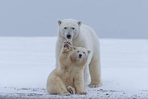 Fotografie de artă Polar bear, Sylvain Cordier, (40 x 26.7 cm)
