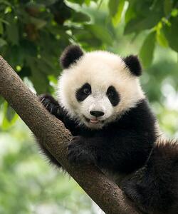 Fotografie de artă Giant Panda baby cub in Chengdu area, China, Alatom, (35 x 40 cm)