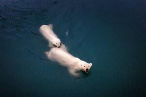 Fotografie de artă Mom and cub Polar bears swimming at Spitsbergen, Posnov, (40 x 26.7 cm)