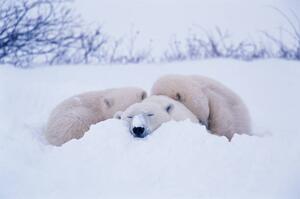 Fotografie de artă Polar bear sleeping in snow, George Lepp, (40 x 26.7 cm)