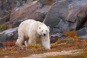 Fotografie Polar Bear adult male in autumn colors, Stan Tekiela Author / Naturalist / Wildlife Photographer, (40 x 26.7 cm)