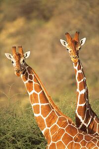 Fotografie Reticulated giraffes, James Warwick, (26.7 x 40 cm)