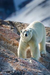 Fotografie de artă Male Polar Bear, Peter Orr Photography, (26.7 x 40 cm)