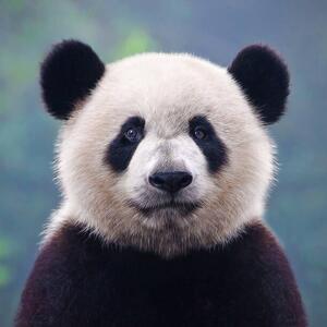 Fotografie de artă Closeup shot of a giant panda bear, Hung_Chung_Chih, (40 x 40 cm)