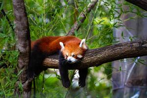 Fotografie Red panda, Marianne Purdie, (40 x 26.7 cm)