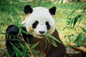 Fotografie de artă Panda eating bamboo, Nuno Tendais, (40 x 26.7 cm)