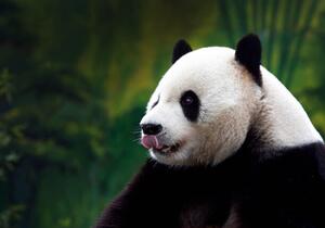 Fotografie de artă Close-up of Giant Panda, Wokephoto17, (40 x 26.7 cm)