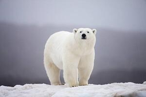 Fotografie Polar Bear on ice, Paul Souders, (40 x 26.7 cm)