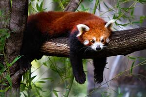 Fotografie de artă Red panda, Marianne Purdie, (40 x 26.7 cm)