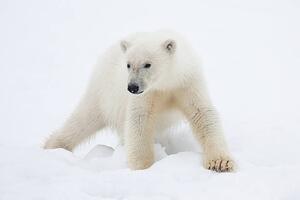 Fotografie de artă Polar Bear Cub on Snow, Galaxiid, (40 x 26.7 cm)