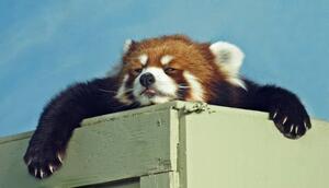 Fotografie de artă Red Panda ready for a nap, Kim MacKay, (40 x 22.5 cm)