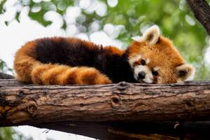 Fotografie Red panda in a tree, Mark Chivers, (40 x 26.7 cm)