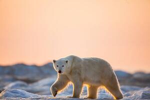 Fotografie de artă Polar Bear on Sea Ice, Hudson Bay, Nunavut, Canada, Paul Souders, (40 x 26.7 cm)