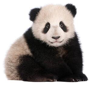 Fotografie de artă A six month old giant panda on a white background, GlobalP, (40 x 35 cm)