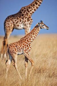 Fotografie Young giraffe calf, Martin Harvey, (26.7 x 40 cm)