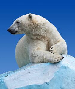 Fotografie de artă Polar bear on a rock against blue sky, JackF, (35 x 40 cm)