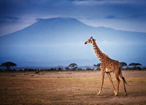 Fotografie Giraffe Walking in Front of Mount, Vicki Jauron, Babylon and Beyond Photography, (40 x 30 cm)