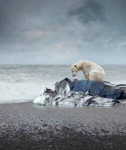 Fotografie Polar bear on the melting iceberg, narvikk, (35 x 40 cm)