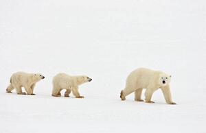 Fotografie Polar bear walking with two cubs, John Conrad, (40 x 26.7 cm)