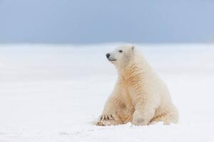 Fotografie de artă Polar bear cub in the snow, Patrick J. Endres, (40 x 26.7 cm)