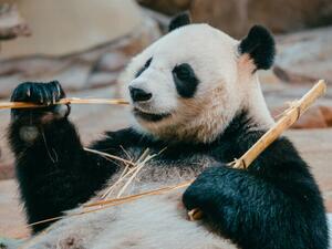 Fotografie de artă portrait of a giant panda eating bamboo, PansLaos, (40 x 30 cm)