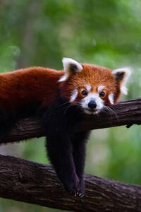 Fotografie de artă Red panda, Marianne Purdie, (26.7 x 40 cm)