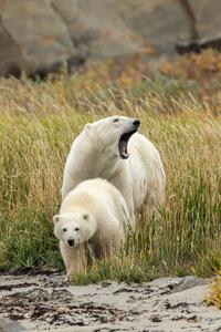 Fotografie Polar Bear mother and cub, sow and cub, Stan Tekiela Author / Naturalist / Wildlife Photographer, (26.7 x 40 cm)