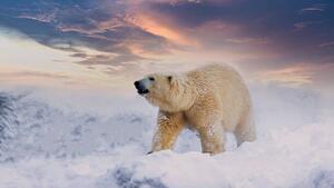 Fotografie de artă Polar Bear enjoy playing in, chuchart duangdaw, (40 x 22.5 cm)