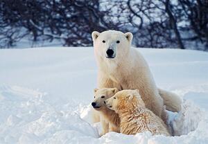 Fotografie de artă Polar Bear with Cubs, KeithSzafranski, (40 x 26.7 cm)