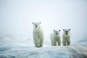 Fotografie de artă Polar Bears in Fog, Hudson Bay, Nunavut, Canada, Paul Souders, (40 x 26.7 cm)