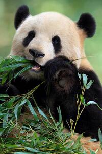 Fotografie Cute Panda, TianYuanOnly, (26.7 x 40 cm)