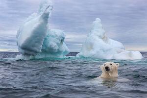 Fotografie de artă Polar Bear Swimming near Sea Ice, Paul Souders, (40 x 26.7 cm)