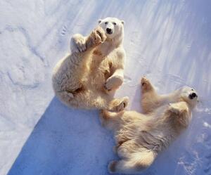 Fotografie de artă Polar bears lying on backs,, George Lepp, (40 x 35 cm)