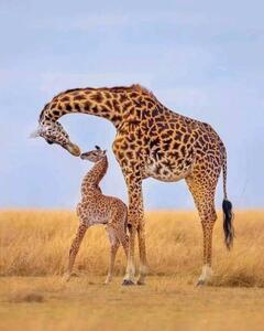 Fotografie Giraffes, Ayanda Madondo, (30 x 40 cm)