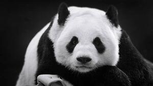 Fotografie de artă Panda in Repose, Thousand Word Images by Dustin Abbott, (40 x 22.5 cm)