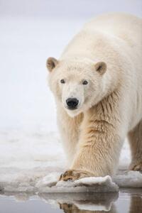 Fotografie de artă Polar bear portrait., Patrick J. Endres, (26.7 x 40 cm)