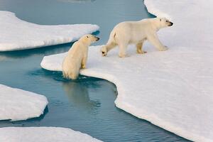 Fotografie de artă Two polar bears climbing out of water., SeppFriedhuber, (40 x 26.7 cm)