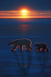 Fotografie Mother polar bear with cub, Ron Sanford, (26.7 x 40 cm)