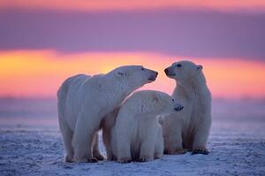 Fotografie de artă Polar bear with yearling cubs, JohnPitcher, (40 x 26.7 cm)