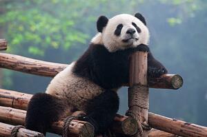 Fotografie Cute panda bear, Hung_Chung_Chih, (40 x 26.7 cm)