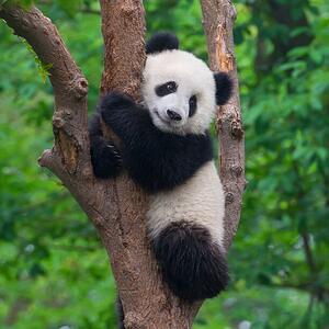 Fotografie Cute panda bear climbing in tree, Hung_Chung_Chih, (40 x 40 cm)