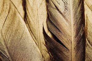 Ilustrare Close-up of Gold Leaf Feathers, Adrienne Bresnahan, (40 x 26.7 cm)