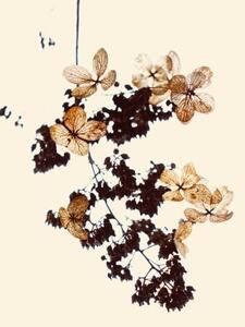 Ilustrare Withered flowers can be used as bookmarks, fanjie Tang, (26.7 x 40 cm)